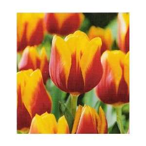  8 Triumph Kees Nelis Tulip Flower Bulbs: Patio, Lawn 
