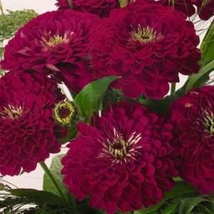  Benarys Wine Zinnia Seed Pack Patio, Lawn & Garden