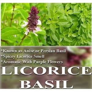  1 oz (17,500+) Basil seeds ~ LICORICE ~ AROMATIC ANISE 