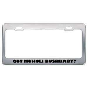 Got Moholi Bushbaby? Animals Pets Metal License Plate Frame Holder 