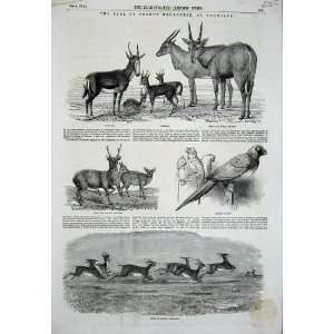  1851 Knowsley Antelopes Parrot Hog Deer Gazelles Elands 