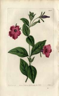 1833 Antique Syd Edwards Hand Colored Engravings PURPLE PETUNIA 1626 
