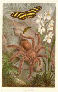 1892   VOGELSPINNE Theraphosidae Chromolithographie   