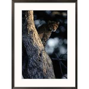  An African cheetah peers out from his perch in a large 