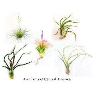  Air Plants of Central America   5 Plants   Tillandsia 