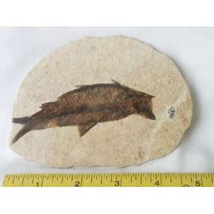  Fish Fossil, 8.44.18 