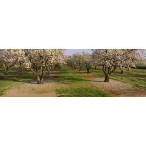  Almond Trees in an Orchard, Sacramento Valley, California 