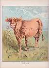 Holstein Cows in Pasture Mailbox  