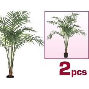 TWO 7 Grand Areca Palm Tree, Potted: Home & Kitchen