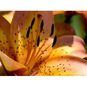  Close View of a Yellow Daylily in Bloom, Groton 