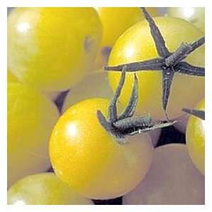   Lollipop Tomato 25 Seeds   NEW   LEMONY FLAVOR Patio, Lawn & Garden