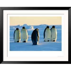 Emperor Penguins on the Frozen Southern Ocean Framed Photographic 