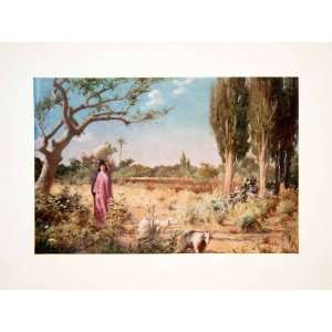   Sheep Damietta Egypt Balass Robert Talbot Kelly   Original Color Print