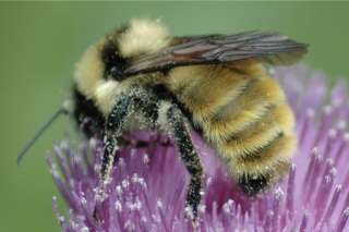 Bee Pollen Granules Raw Wildcrafted Healthy 1lb Oregon  