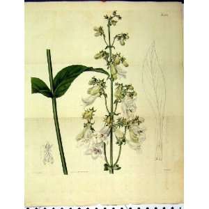   1825 Botanical White Flower Colour Print Weddel Curtis