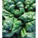New Zealand Spinach, Heirloom, Fresh Seeds (V0111)  