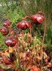 Sarracenia purpurea PITCHER PLANT Carnivorous Seeds  