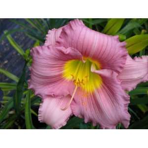    6 Fans of Pastures of Pleasure Daylily Patio, Lawn & Garden