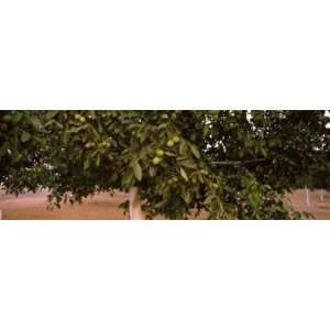  Walnuts Growing on a Tree, California, USA by Panoramic 