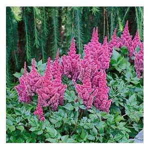 Astilbe Visions in Pink: Home & Kitchen