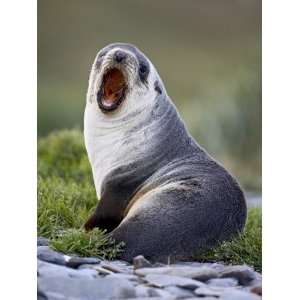 Young Antarctic Fur Seal or South Georgia Fur Seal Yawning, Grytviken 