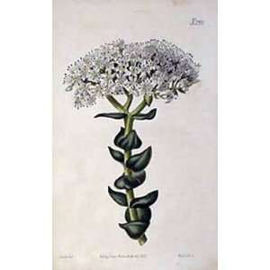   Botanical Engraving of the White Flowered Crassula