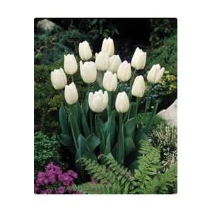     White Clouds Fall Flower Bulb   Pack of Six Patio, Lawn & Garden
