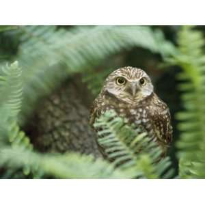 Portrait of a Captive Burrowing Owl Seen Through the Trees Premium 