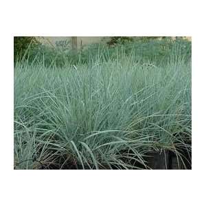  Blue Wild Rye Seed  5# Bulk Pounds Patio, Lawn & Garden