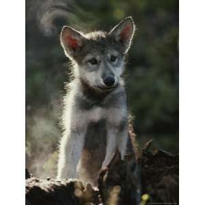  Portrait of a Seven Week Old Gray Wolf Pup, Canis Lupus 