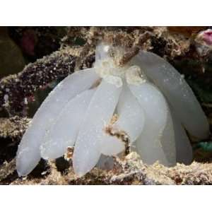  Egg Cases of a Reef Squid (Sepioteuthis Lessoniana 