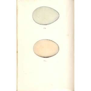  2 H/C Meyer Bird Eggs 1842 Goossander, Red Breast Merga 