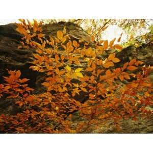  Autumn Colored Beech Trees at Raven Rock Photographic 