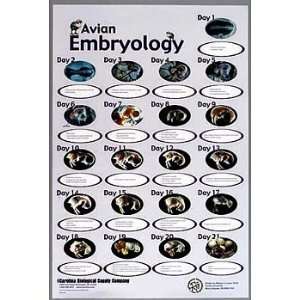  Avian Embryology Chart Industrial & Scientific