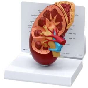 Human Kidney Anatomy Nephrology Urology Model #3250  