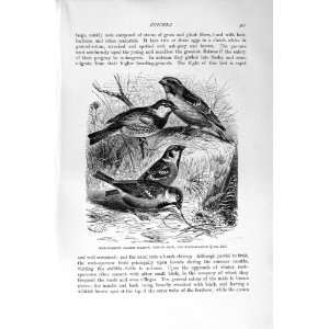   NATURAL HISTORY 1894 95 ROCK SPARROW HOUSE TREE BIRDS