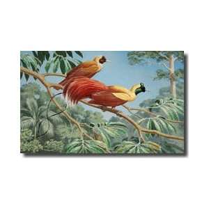   Birds Of Paradise Perch On A Tree Branch Giclee Print