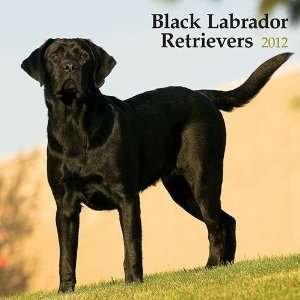  Black Labrador Retrievers 2012 Wall Calendar: Office 