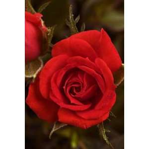   Treasure Micro Mini Rose Bush   Fragrant/Hardy: Patio, Lawn & Garden