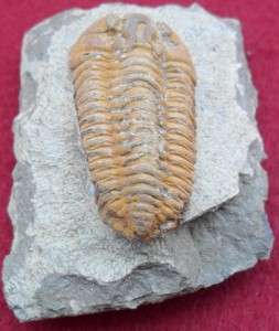 GRADE A QUALITY CALYMENELLA FOSSIL TRILOBITE. MOROCCO ALL NATURAL 