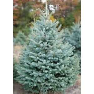   Colorado Blue Spruce, 24 30 Inch Plant (3 TREES): Patio, Lawn & Garden