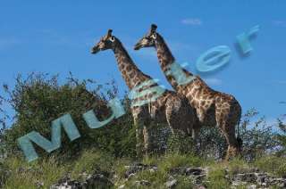   .rosena.de//Artikel/Mauspad/Tiere/Giraffen/Motiv005”width