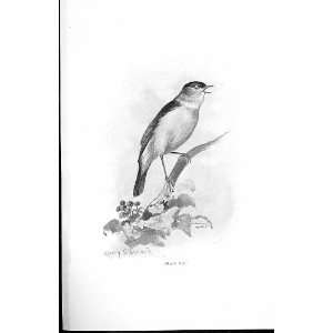  Black Cap By Stannard Favourite Song Birds 1897