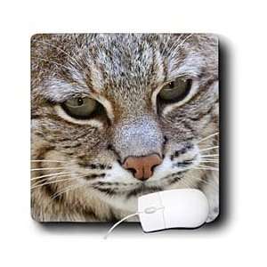   of a Bobcat.(Lynx rufus).Southern California   Mouse Pads: Electronics