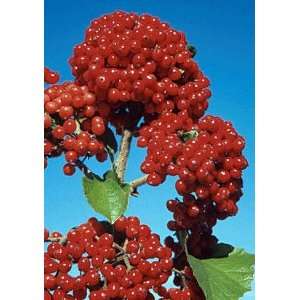  VIBURNUM CARDINAL CANDY / 1 gallon Potted: Patio, Lawn 