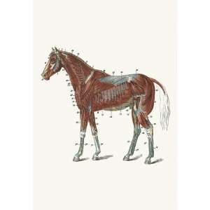  External Muscles & Tendons of the Horse 20x30 poster: Home 