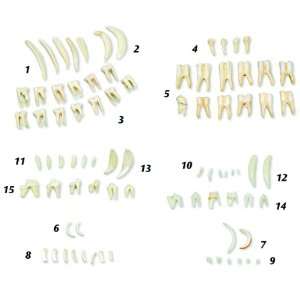 3B Scientific T30029 Types of Animal Teeth Model  