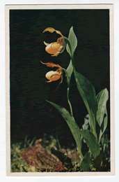 Yellow Lady Slipper Early June Orchid Canada Postcard PC  
