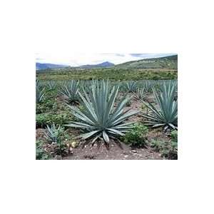  El Mezcalito Mezcal Blanco   750ml Grocery & Gourmet Food