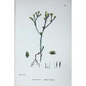    Sowerby Plants C1902 Slender Cudweed Filago Minima